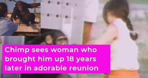 Woman Raised Chimps - 18 Years Later, They Reunite