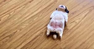 Introducing This Litte Puppy Who Likes To Sleep On His Back Like A Human
