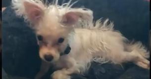 Une chienne avec des besoins spéciaux a été abandonné dans un bar parce que quelqu'un ne voulait pas d'elle