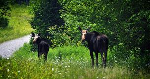 Deutschland wird erneut von Elchen besiedelt