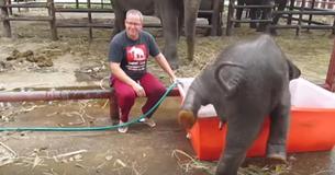 Un gardien lâche un bébé éléphant pour le bain, mais le "plongeon" maladroit de cette mignonne créature à fait craquer tout le monde