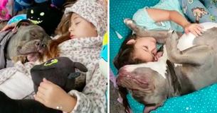 A Sweet Pit Bull Can't Sleep Without His Little Girl By His Side