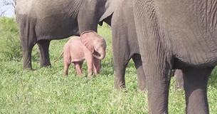 Disney-Like Scenes As Rare Pink Elephant Is Discovered In South Africa