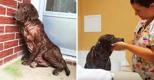 Un chien errant n'a jamais eu un bain avant. Sa réaction en se faisant dorloter pour la première fois est réconfortante
