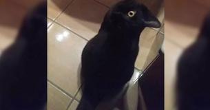La plupart des gens voient un corbeau noir sur cette photo. Mais qu'est-ce que c'est vraiment ?