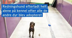 To år gammel Pitbull, der var "en drømme hund" er det sidste kæledyr i kennelen efter alle andre dyr var blevet adopteret