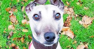Le chien le plus solitaire et le plus malheureux de Grande-Bretagne passe 901 jours à rêver d'un nouveau foyer