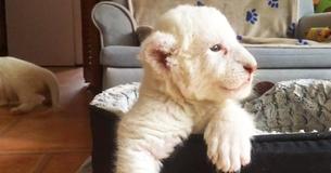 Rare White Lion Cubs Revealed In France