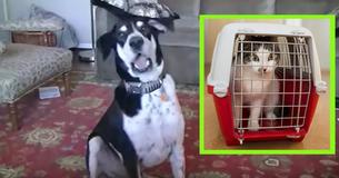Man Tells His Dog He Bought A Kitten – Dog Has Crazy Reaction