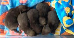 Un homme décide de s'occuper de chiots qu'il a trouvés dans un jardin, mais un expert lui dit que ces animaux ne sont pas des chiots