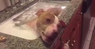 Pit Bull Eats Yummy Snacks And Takes Blissful Nap In Tub After Being Rescued