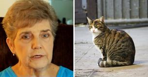 A 79-Year-Old Woman Has Been Sentenced To Prison For Giving Stray Cats Food In Her Neighborhood