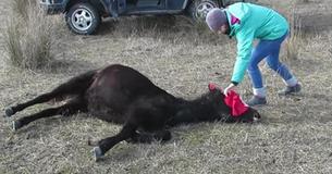 Deze dierenarts kreeg een verbazingwekkend bedankje na het bevrijden van een paard dat was vastgeketend