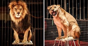 New Bill Banning The Use Of Wild Animals In Traveling Circuses Is Passed