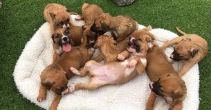 Hond verborg haar 9 puppy's in een kuil om ze te beschermen tegen haar wrede baasje