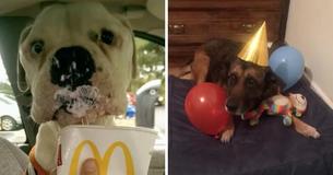 Woman Begins A Hospice For Older Dogs To Make Their Last Days Special