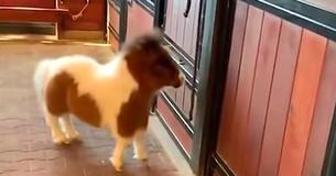 Zwerg Miniaturpferd stolziert aus dem Stall und bringt Leute hysterisch zum Lachen, wenn er mit dem Mondwalking beginnt