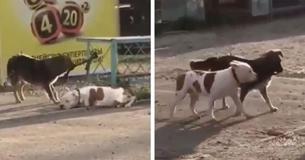 Gutherziger streunender Hund sieht einen Welpen gefesselt - dann schafft er es zu befreien