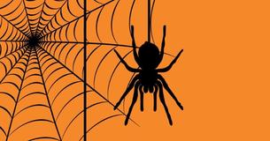 Spiders Might Have A Beneficial Impact On Your Home Life