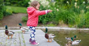 Nicht nur für die Tiere gefährlich - Hört auf, Enten zu füttern 