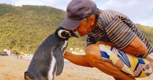Freundschaft kennt keine Grenzen: Pinguin schwimmt tausende Kilometer, um seinen Lebensretter zu sehen