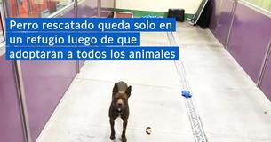 Pitbull de dos años de edad que es un "sueño" queda solo en un refugio luego de que adoptaran a todos los animales