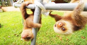 Des bébés paresseux ont été filmés dans un sanctuaire au Costa Rica en train d'avoir une conversation