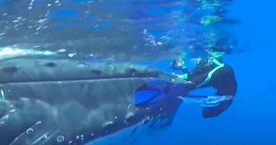 Une baleine à bosse fonçait vers une plongeuse,. Elle a ensuite compris qu'elle essayait de lui sauver la vie