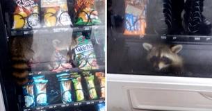 Raccoon Caught Red-Handed After Vending Machine Robbery Goes Wrong