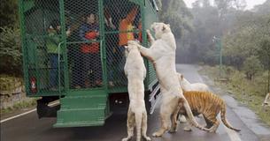 This Zoo In China Puts Visitors In Cages To Allow Animals To Roam Free