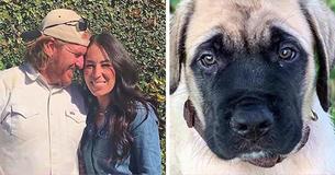 Chip Gaines Just Gifted His Wife And Children With A Sweet English Mastiff Puppy