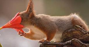 Photographer Follows Red Squirrels Every Day For Six Years