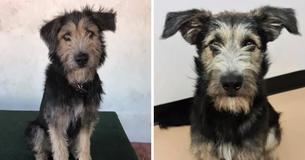 A Shelter Pup Will Be A Disney Superstar In Forthcoming 'Lady and the Tramp'