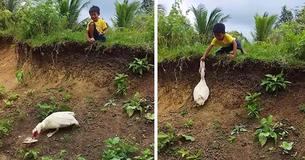 Polite Duck Returns Boy's Sandal That Fell Down A Slope