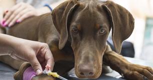 Dog Tragically Dies After Eating Brownies Containing Xylitol, Owner Urges Other Pet Owners On Its Dangers