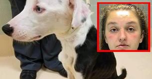 Un chiot affamé par le propriétaire 'trop occupé pour prendre soin du chien''
