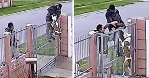 Eigenaar handelt snel om te voorkomen dat zijn pitbull meegenomen wordt