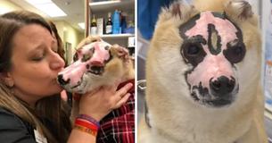 Dog Who Survived A Fire Now Working To Help Comfort Burn Victims