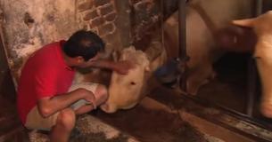 Bull Living His Entire Life In Chains Now Gets A Fresh Bed For The First Time