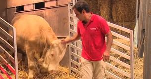 Stier heeft een leven van gevangenschap geleid en is nu eindelijk vrij