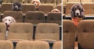 Service Dogs Attend The ‘Billy Elliot’ Play To Learn Proper Behavior In The Theater