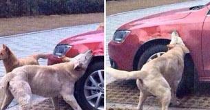 Man Who Kicked Dog Watches His Car Get Destroyed After The Dog Returns With A Few Of His Friends