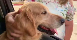 Local News Reporter Finds Family's Stolen Dog After Beloved Animal Was Taken By Stranger