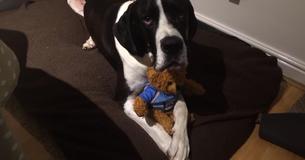 Wonderful Great Dane Tells Mom Not To Take His Teddy Bear From Him