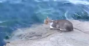 Skilled Cat Impresses People When He Catches Fish From The Ocean