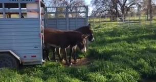 Desert Donkeys Have Sweetest Reaction Experiencing Green Grass For The First Time