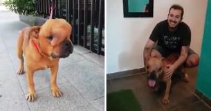Un homme adopte un chien avec une grosse tumeur pour qu'il puisse ressentir un amour infini durant ses derniers jours