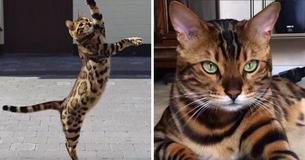 Voici Thor, le plus beau chat Bengal du monde avec des taches et des rayures