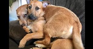 Dog Finds His Homeless Lookalike And Demands He Comes Home With Him