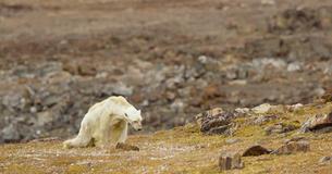 Cineastas quedan devastados al grabar a un oso polar que muere de hambre